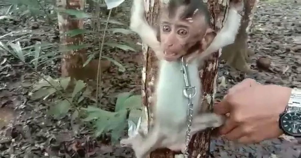 "BBC found a disturbing global monkey-torture ring"