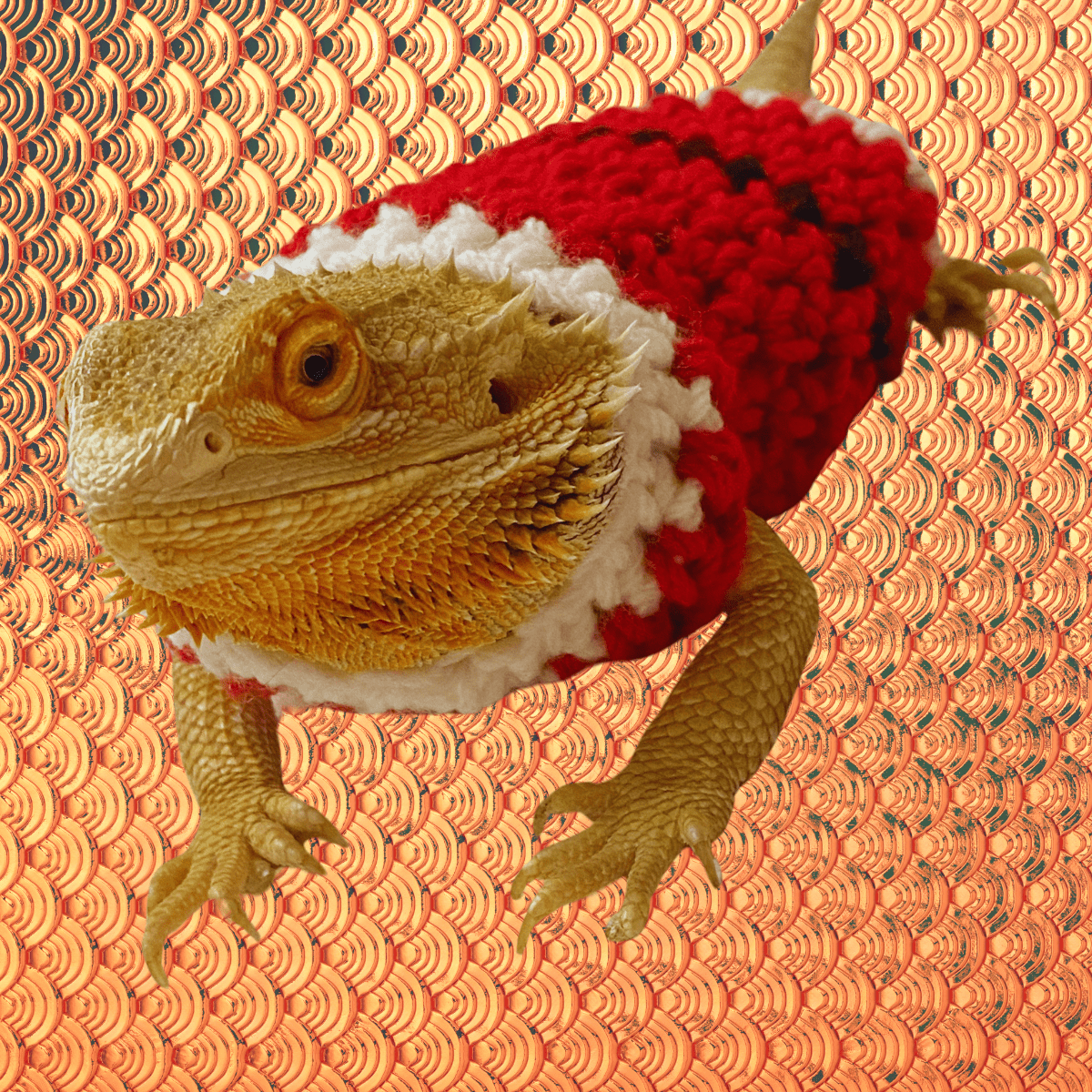 Bearded Dragon Clothes 2024 for New York Pet Owners