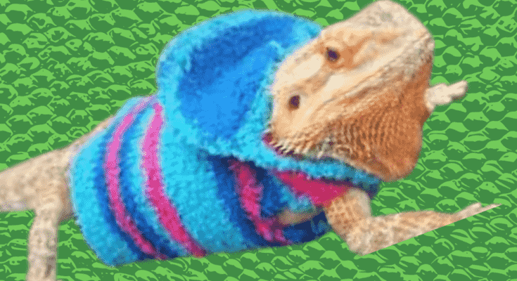 Bearded Dragon Clothes