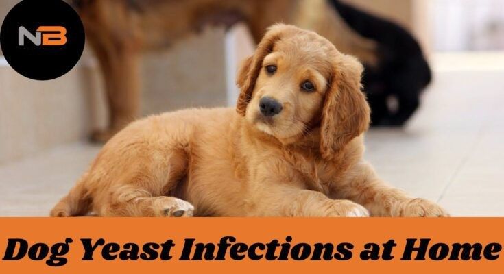 Natural Treat Your Dog