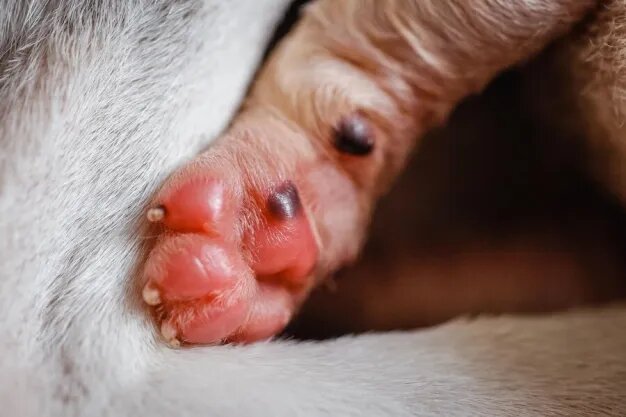 dog yeast infection home remedy